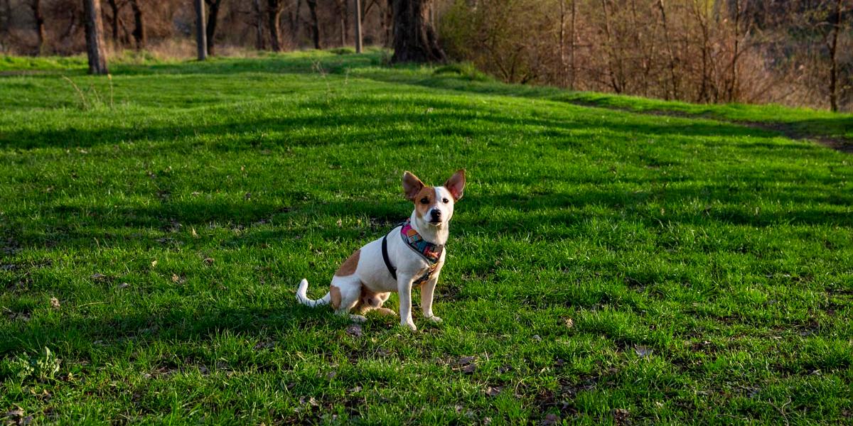 Aceita animais de estimação Y áreas verdes Krystal Grand® Residences & Villas San Miguel San Miguel de Allende Aceita animais de estimação Y áreas verdes Krystal Grand® Residences & Villas San Miguel San Miguel de Allende