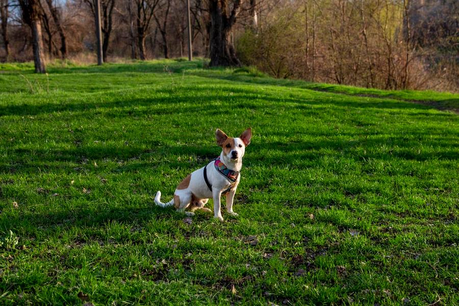 Aceita animais de estimação Y áreas verdes Krystal Grand® Residences & Villas San Miguel San Miguel de Allende Aceita animais de estimação Y áreas verdes Krystal Grand® Residences & Villas San Miguel San Miguel de Allende